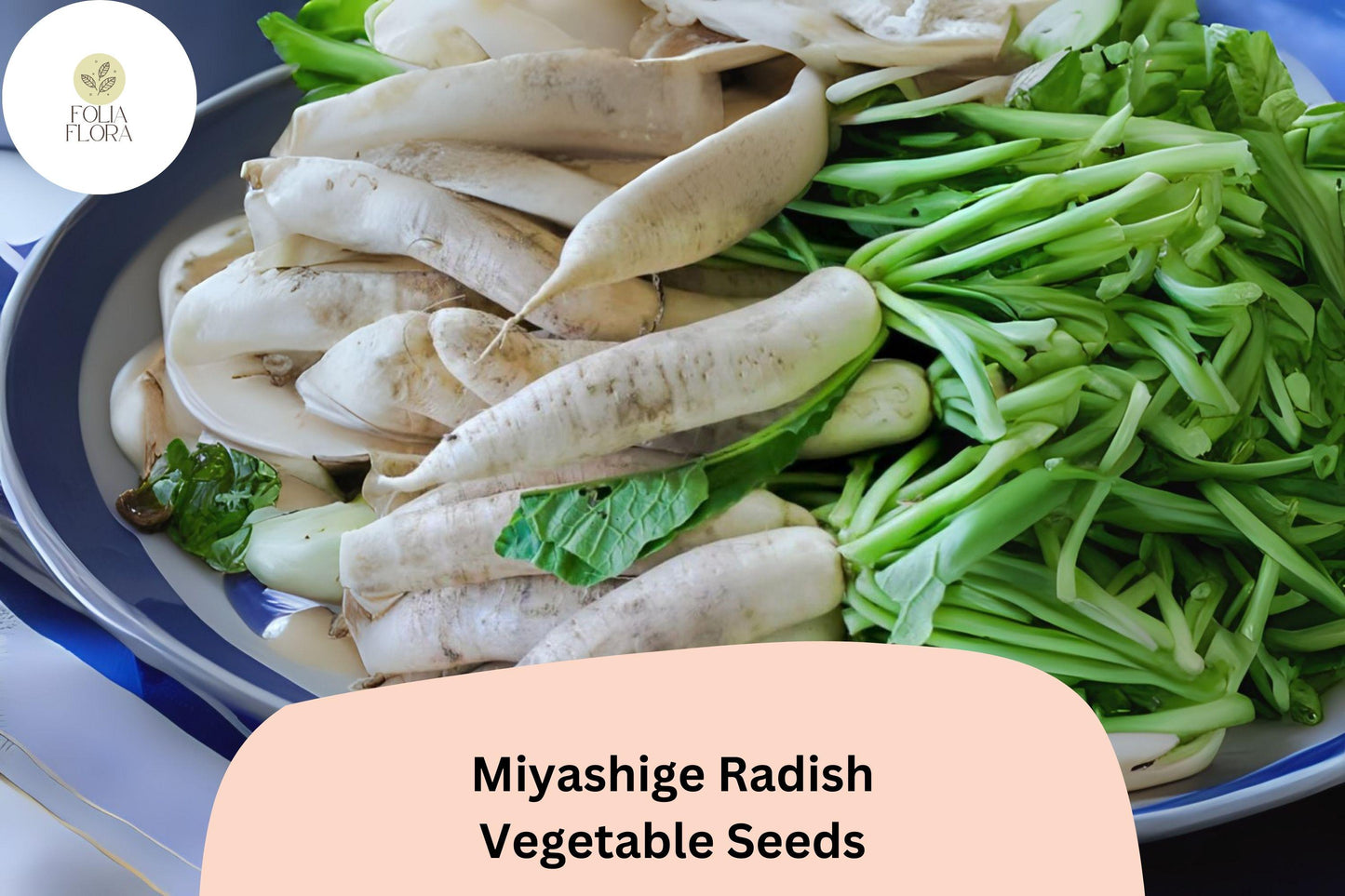 500+ Miyashige Radish Seeds – Japanese Daikon Heirloom Radish for Garden Planting