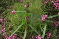 Ammannia coccinea/Scarlet Toothcup – 1,000 Seeds | Native Wetland Annual | Scarlet Red Blooms | Pollinator-Friendly