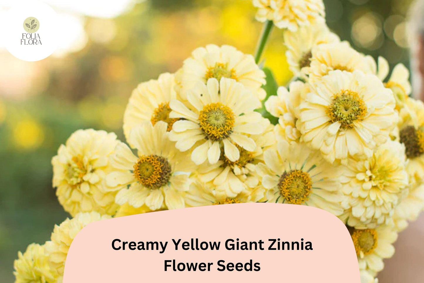 100+ Creamy Yellow Giant Zinnia Seeds – Tall Soft Yellow Blooms for Summer Gardens & Cut Flowers
