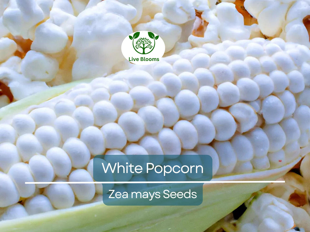 50 White Popcorn Seeds, Non-GMO Japanese Hulless Corn (Zea mays), Home Garden, Healthy Popcorn, Premium Organic, Easy to Grow