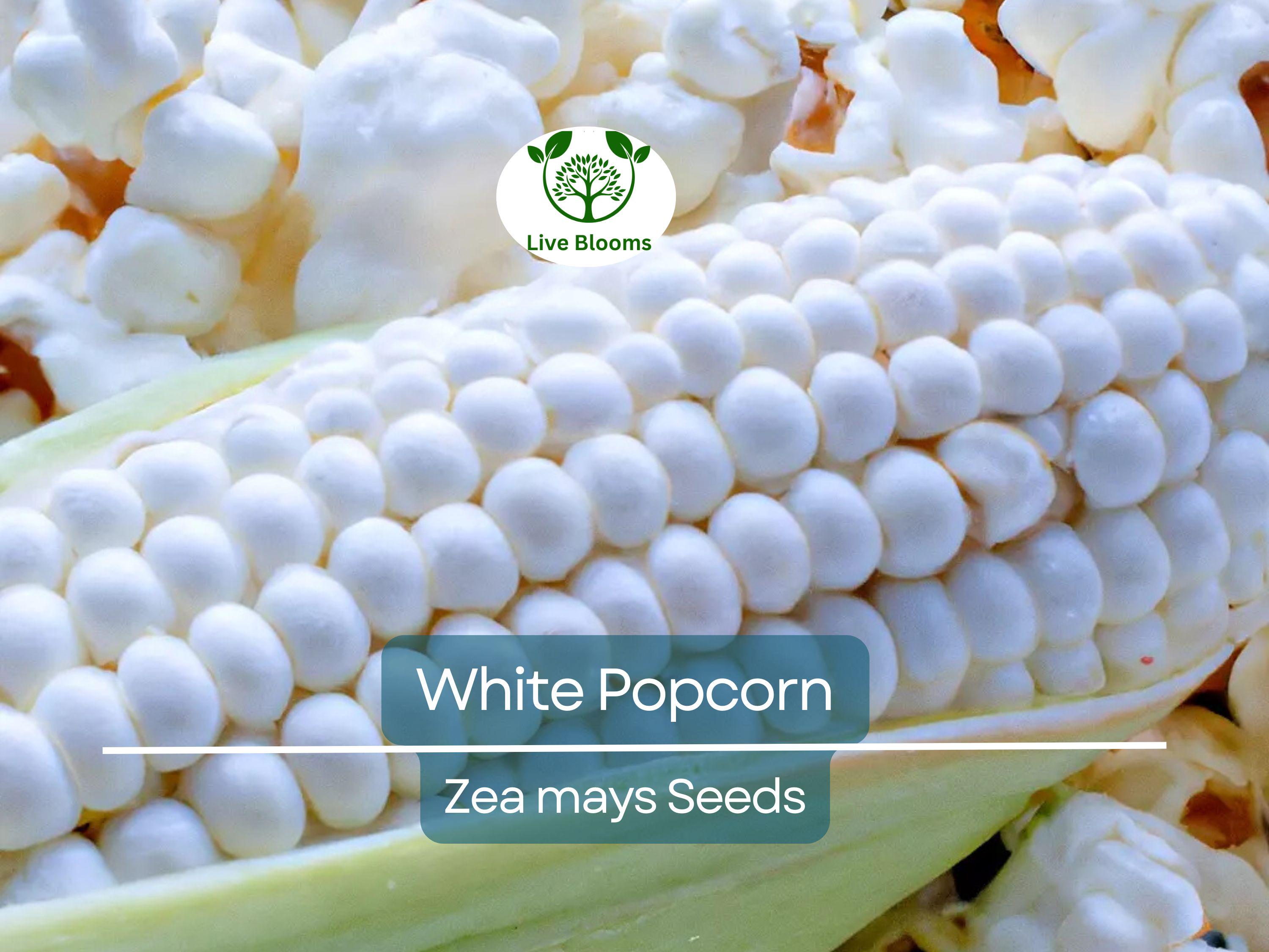 50 White Popcorn Seeds, Non-GMO Japanese Hulless Corn (Zea mays), Home Garden, Healthy Popcorn, Premium Organic, Easy to Grow