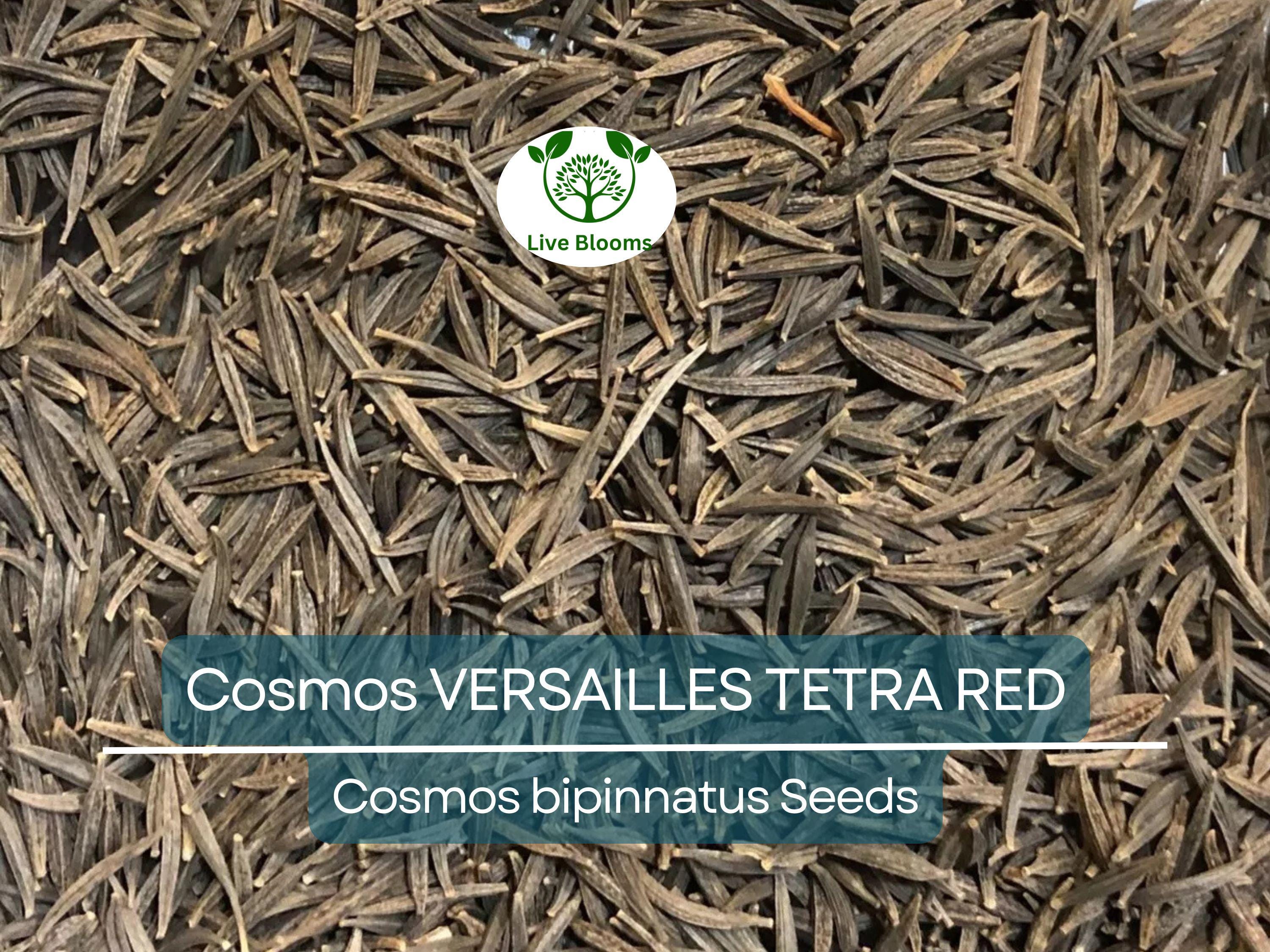 50 Cosmos VERSAILLES TETRA Red Seeds - Vibrant Flowers, Attracts Pollinators & Butterflies, Non-GMO, Easy to Grow - Cosmos bipinnatus