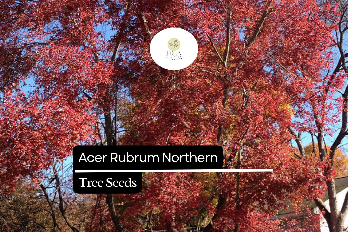 10 Seeds Acer rubrum Northern – Red Maple, Vibrant Autumn Foliage Shade Tree