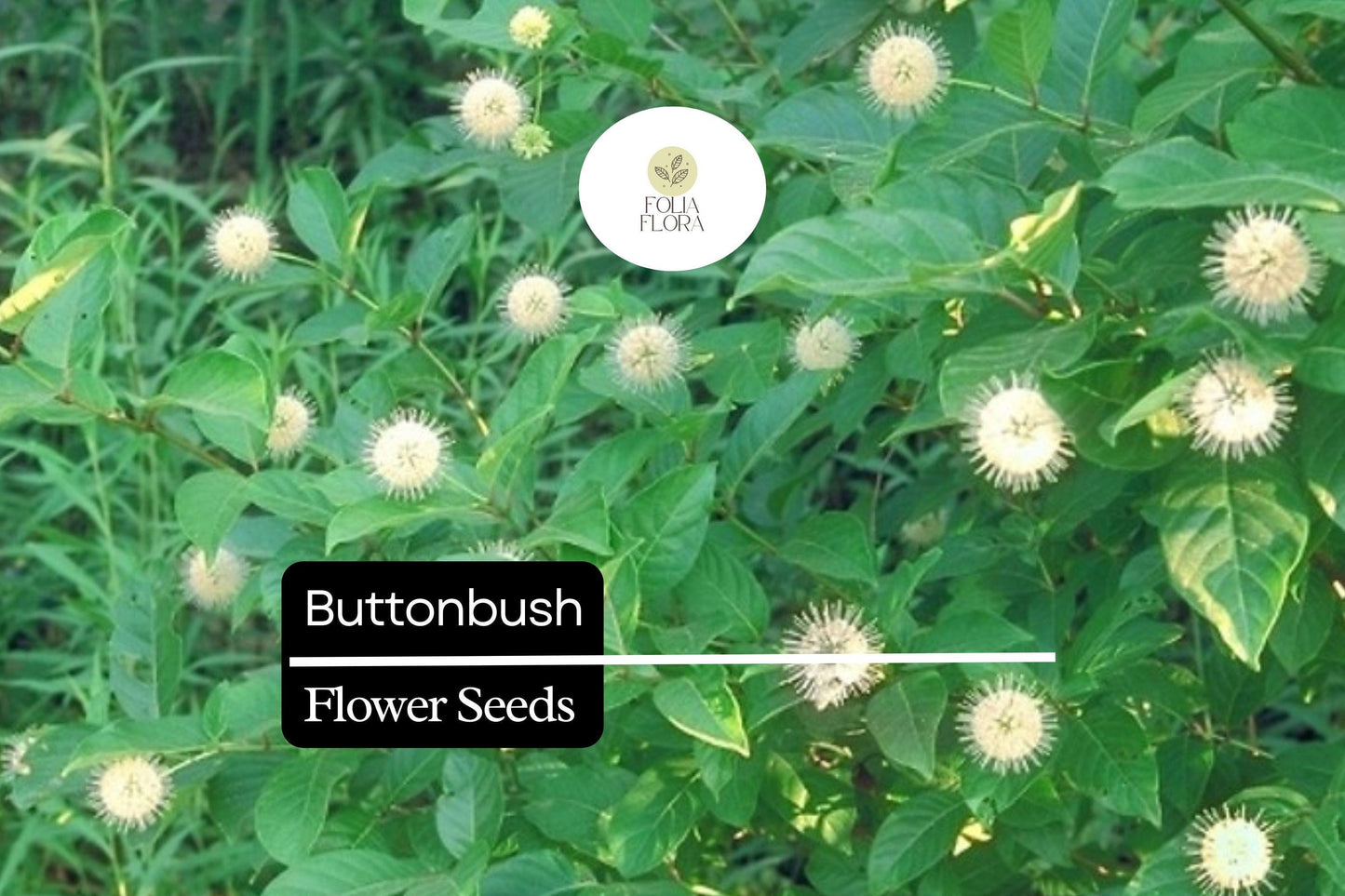 25 Button Bush Seeds | Cephalanthus Occidentalis | Native Shrub for Wetland Gardens, Bees, Butterflies & Wildlife