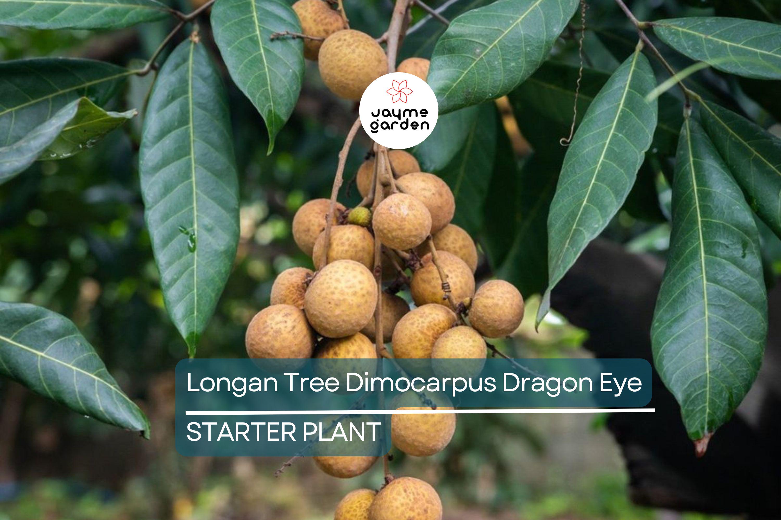 Longan Tree Dimocarpus Dragon Eye - 6” Seedling with Pot - Tropical Fruit Tree, Ready to Plant