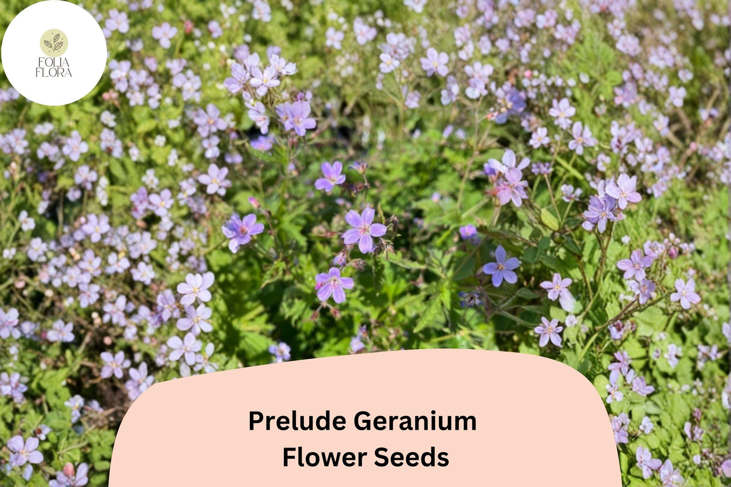 25+ Prelude Geranium Seeds for Garden Planting – Vibrant Purple Blooms, Easy to Grow Perennial Flower