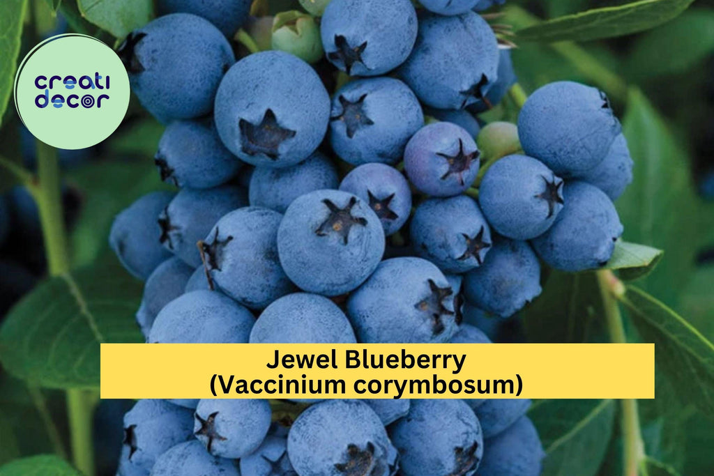 Jewel Blueberry Bush – 4–6” Live Southern Highbush Blueberry Starter Plant, Sweet Fruit Variety, Cold Hardy Berry Shrub