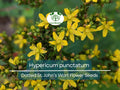 50 mg Seeds Hypericum punctatum (Dotted St. John's Wort) for Planting | Pollinator-Friendly Wildflower