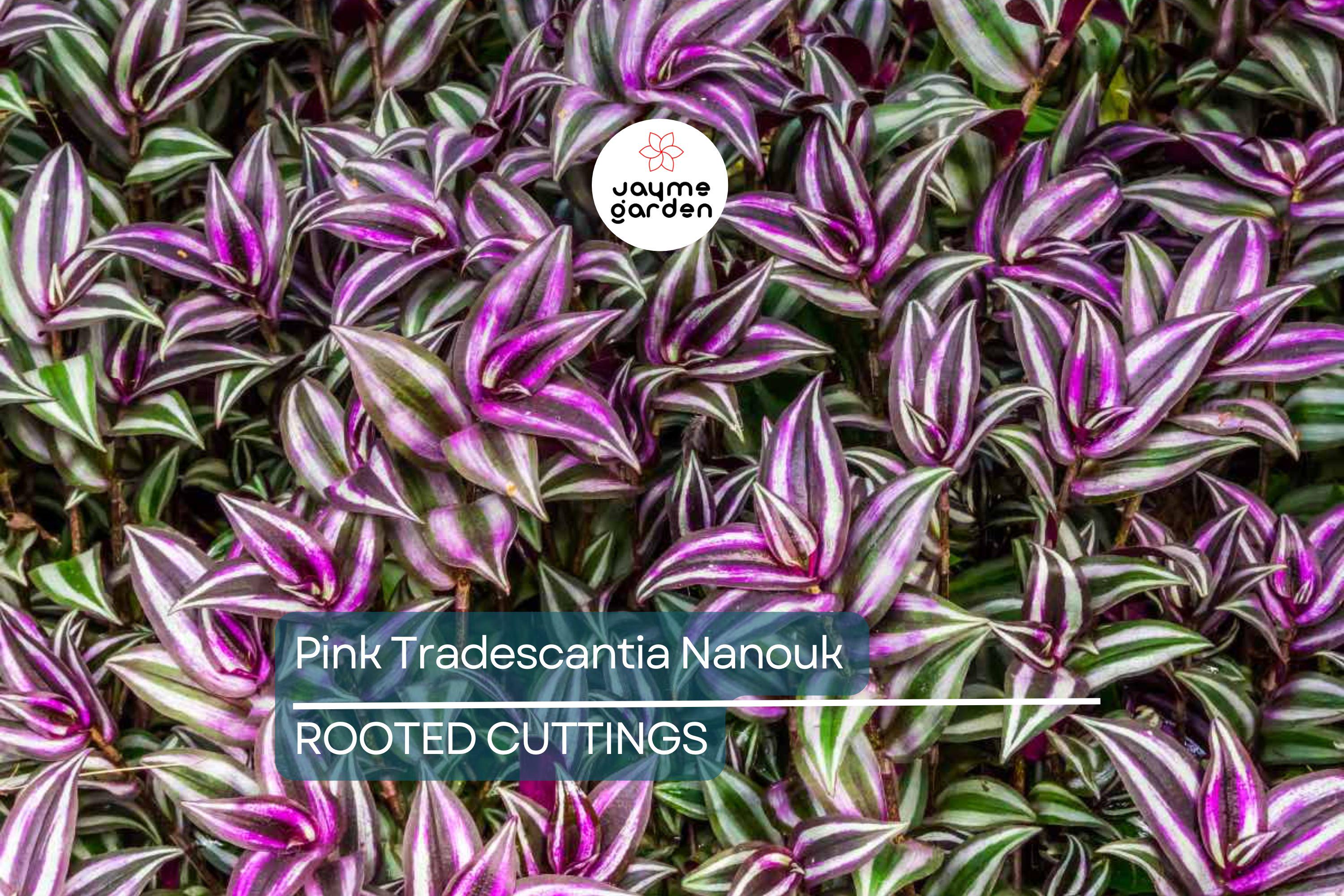 12 Fully Rooted Wandering Jew Cuttings | Tradescantia Zebrina | Healthy, Vibrant & Guaranteed to Grow | Indoor/Outdoor Houseplants