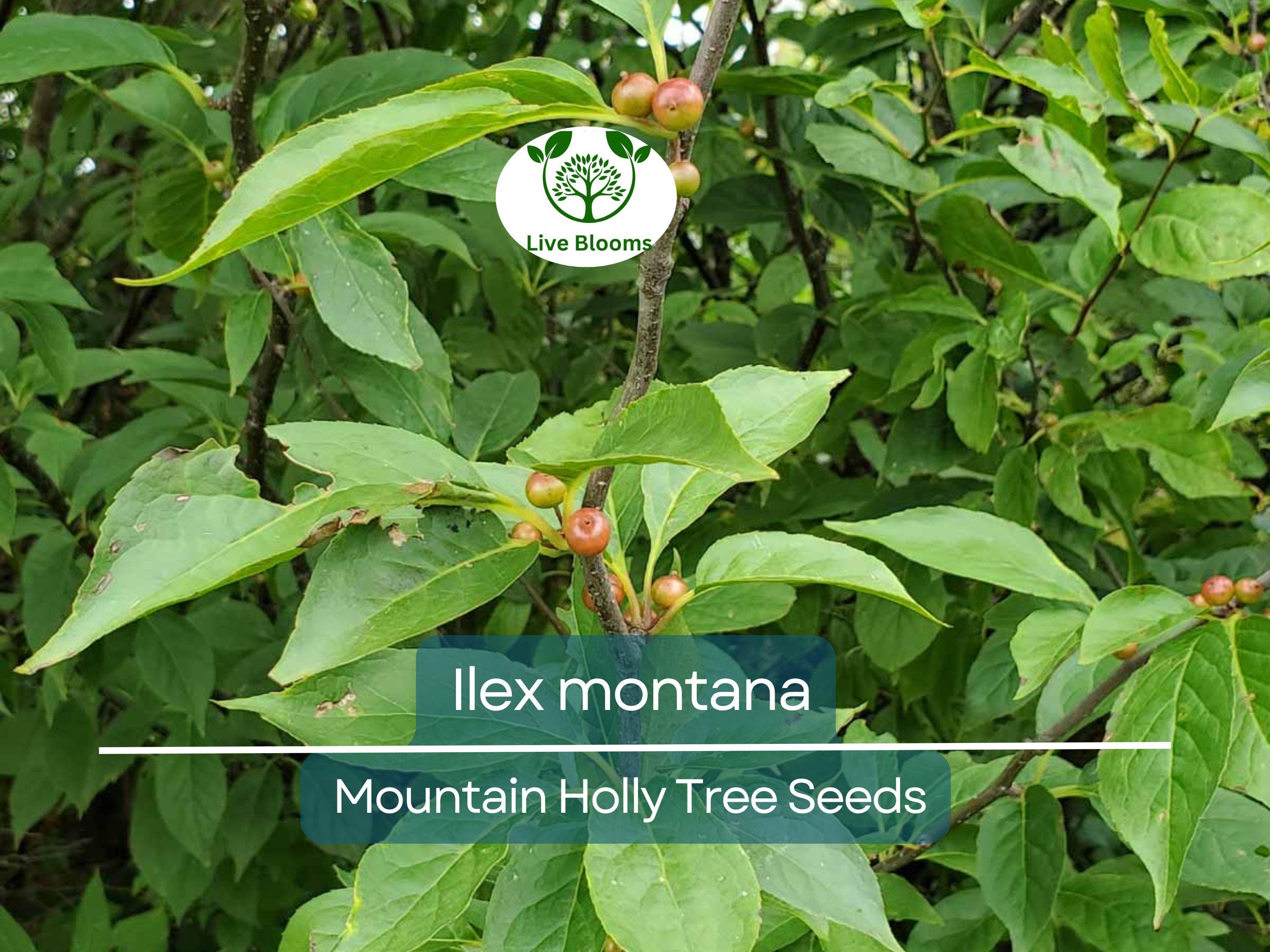 500 mg Seeds Ilex Montana - Mountain Holly for Planting | Native Shrub for Gardens, Wildlife, and Landscaping