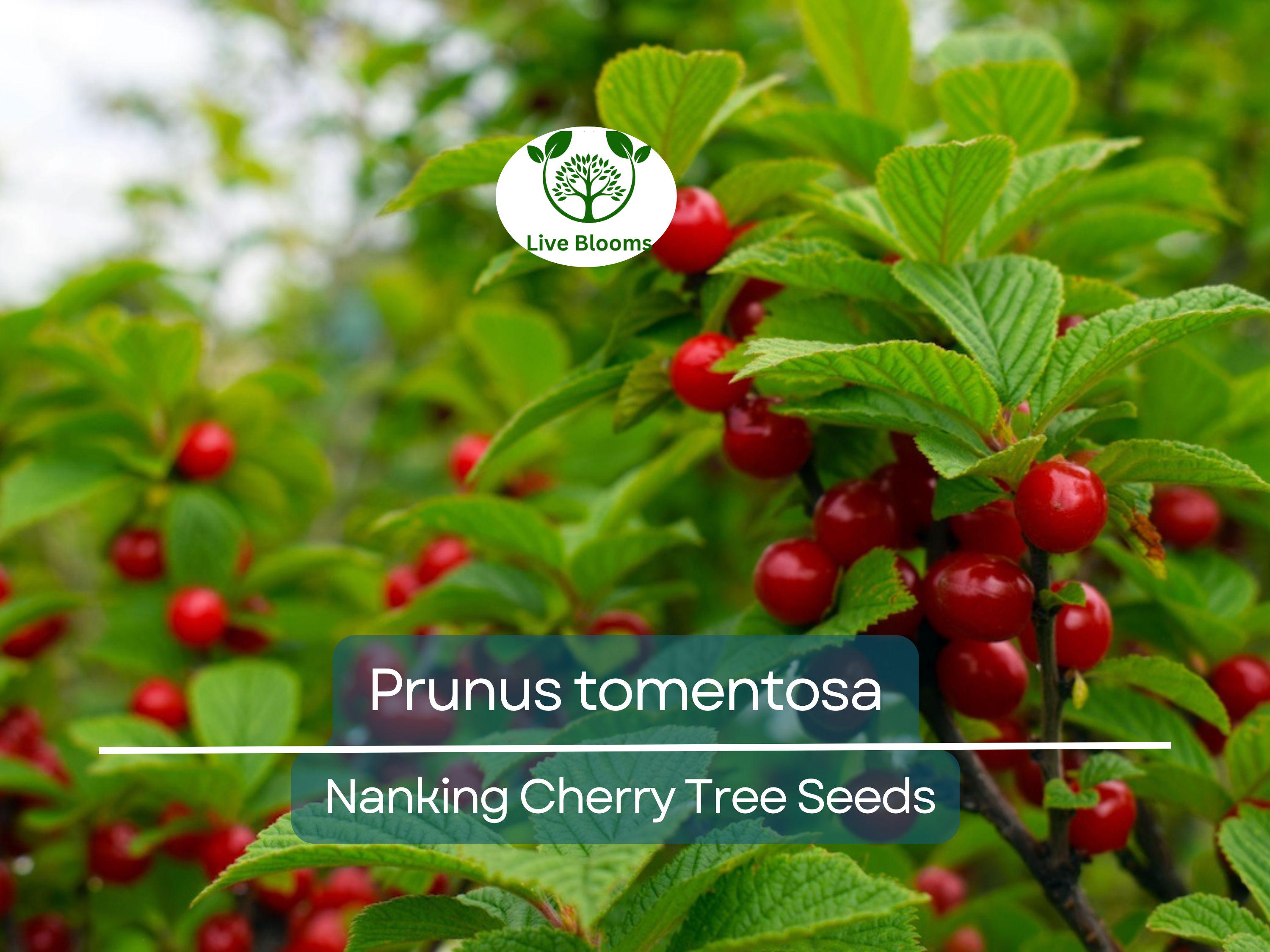 10 Seeds Prunus tomentosa (Nanking Cherry) for Planting | Hardy Fruit-Bearing Shrub for Gardens, Landscaping & Wildlife