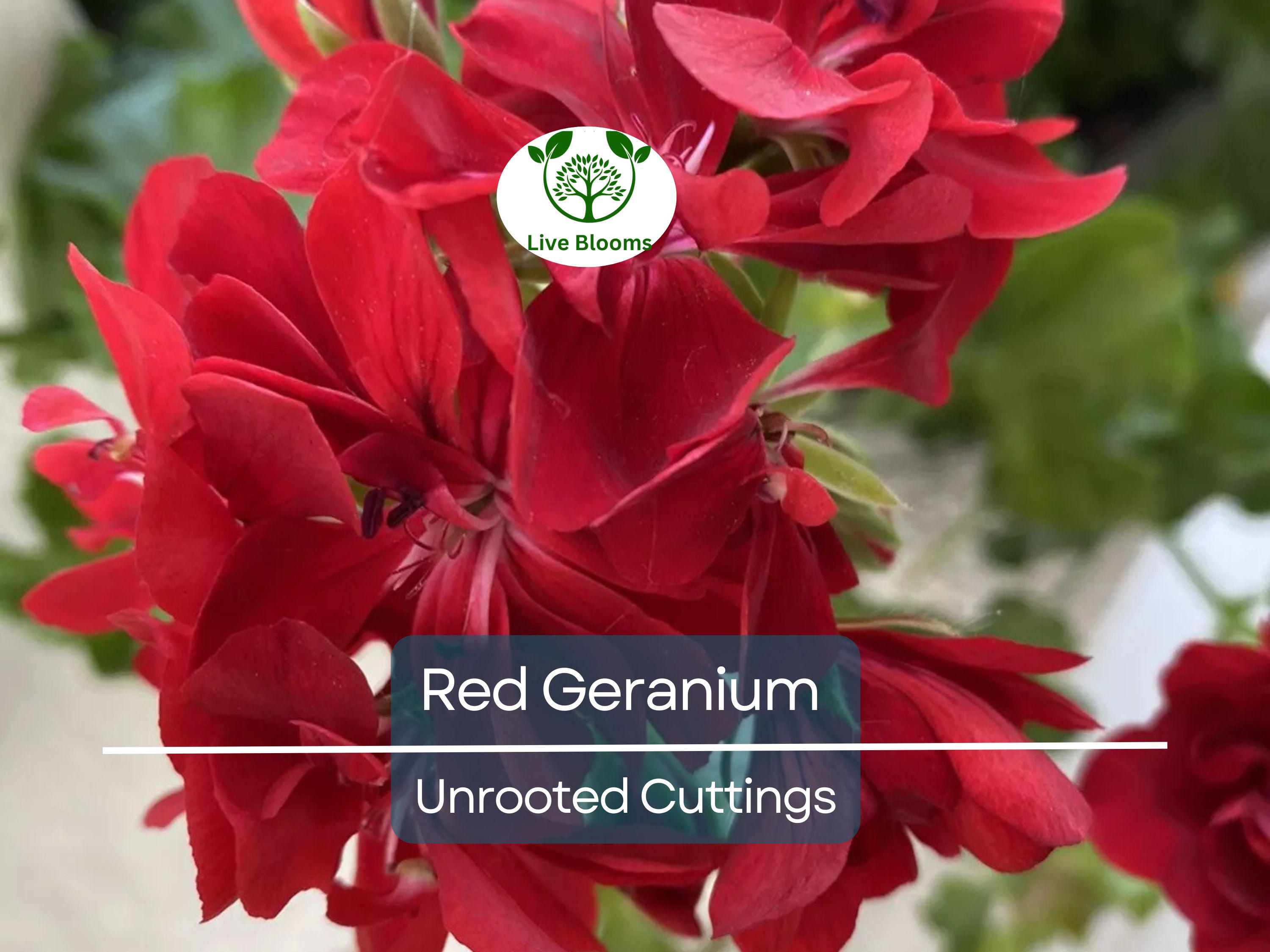 5 Organic Red Geranium Unrooted Cuttings 5-8" - Fresh, Easy to Root, Pelargonium - Vibrant Red Blooms, for Garden, Pots, or Hanging Baskets