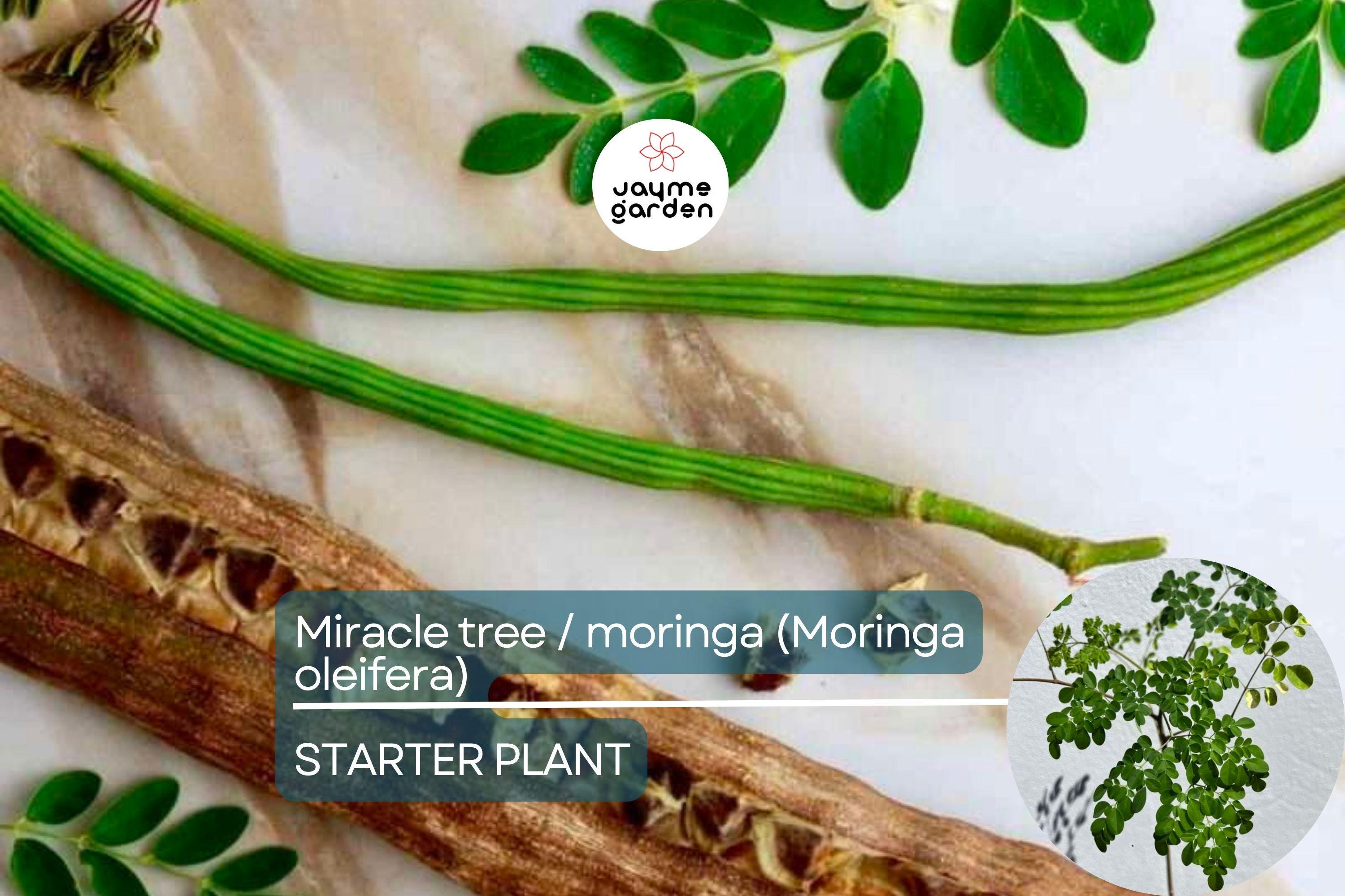 Moringa Tree Starter Plant - Live Miracle Tree 3’-4’ Tall | Highly Nutritious Superfood | Easy Care & Fast Growing for Gardens