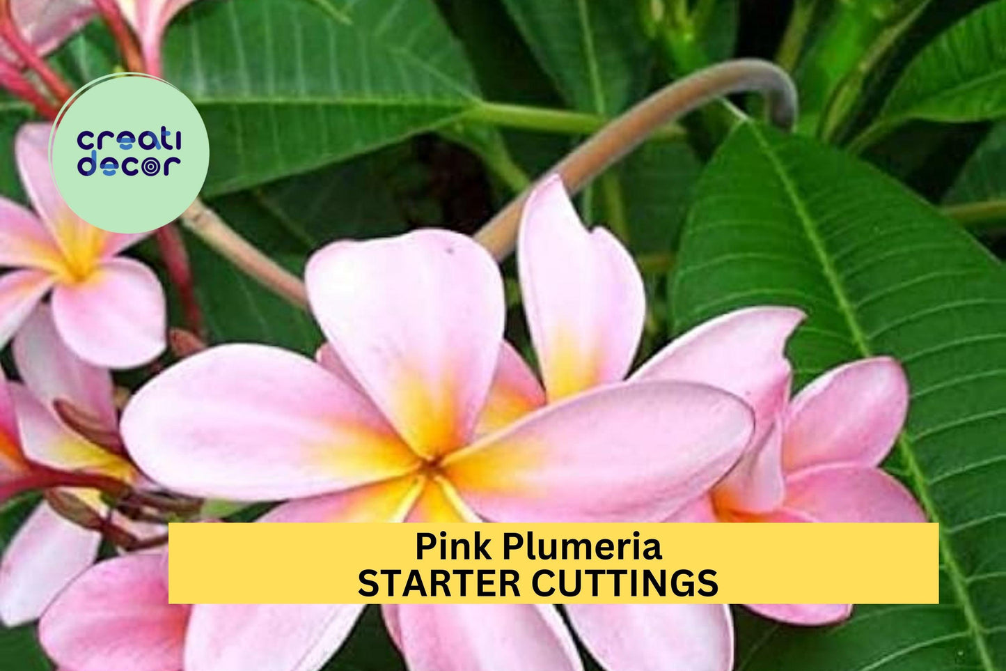 1 Pink Plumeria Cutting – 10" Double Head Unrooted Starter with Fragrant Tropical Blooms, Great for Pots or Landscapes – USA