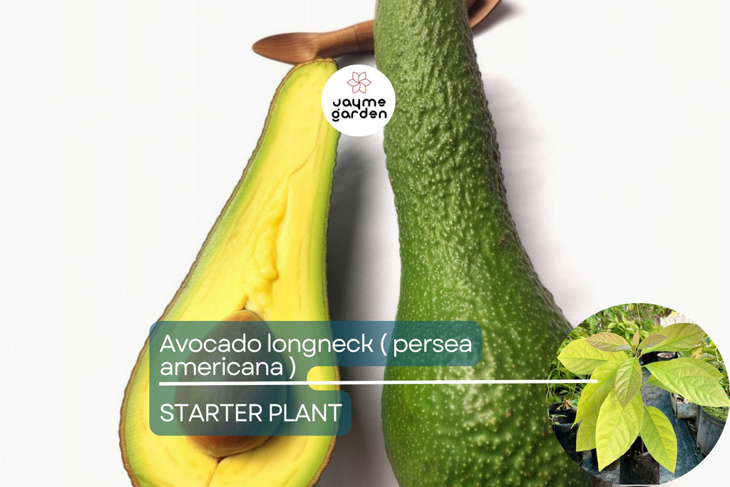 1 Avocado Longneck Tree - Live Tropical Fruit Seedling 1’-2’ Tall | Year-Round Fruit | Easy Care for Gardens