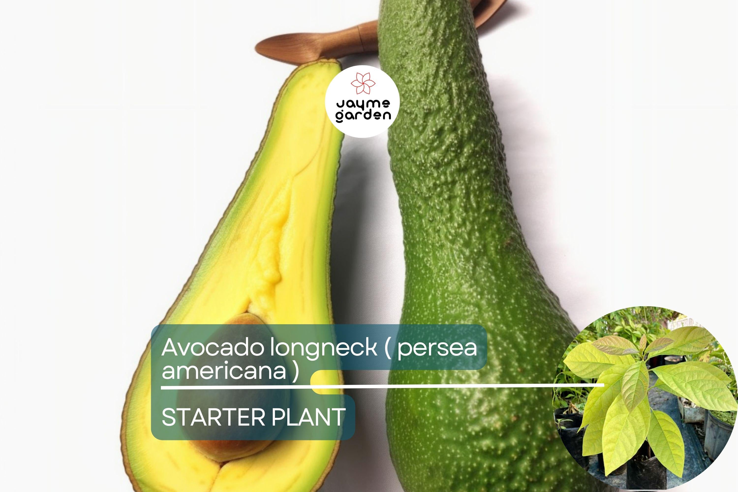 1 Avocado Longneck Tree - Live Tropical Fruit Seedling 1’-2’ Tall | Year-Round Fruit | Easy Care for Gardens