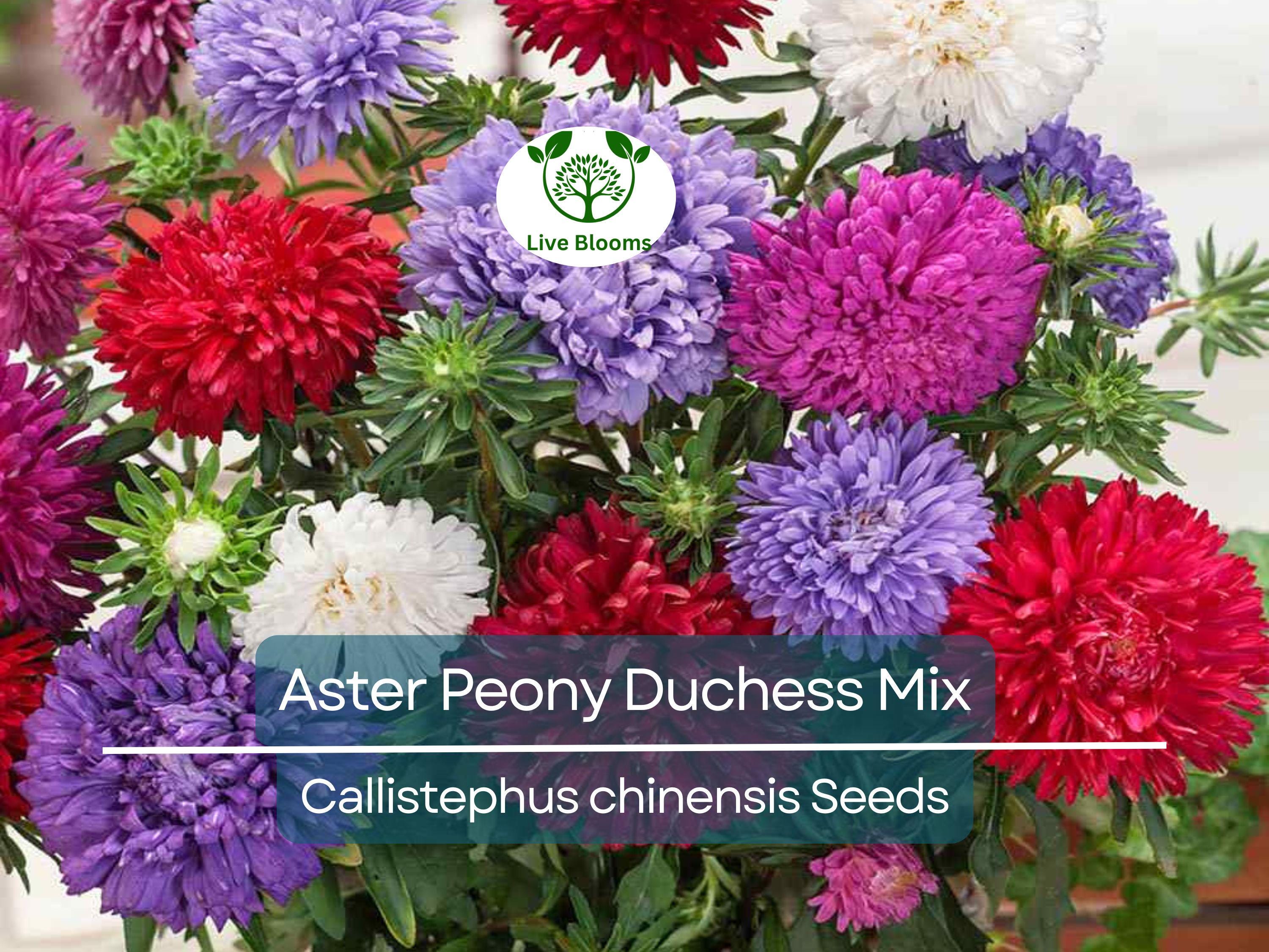 200 Seeds Aster Peony Duchess, Mixed Colors, Non-GMO, Aster x hybrida, Vibrant Garden Blooms, Easy to Grow