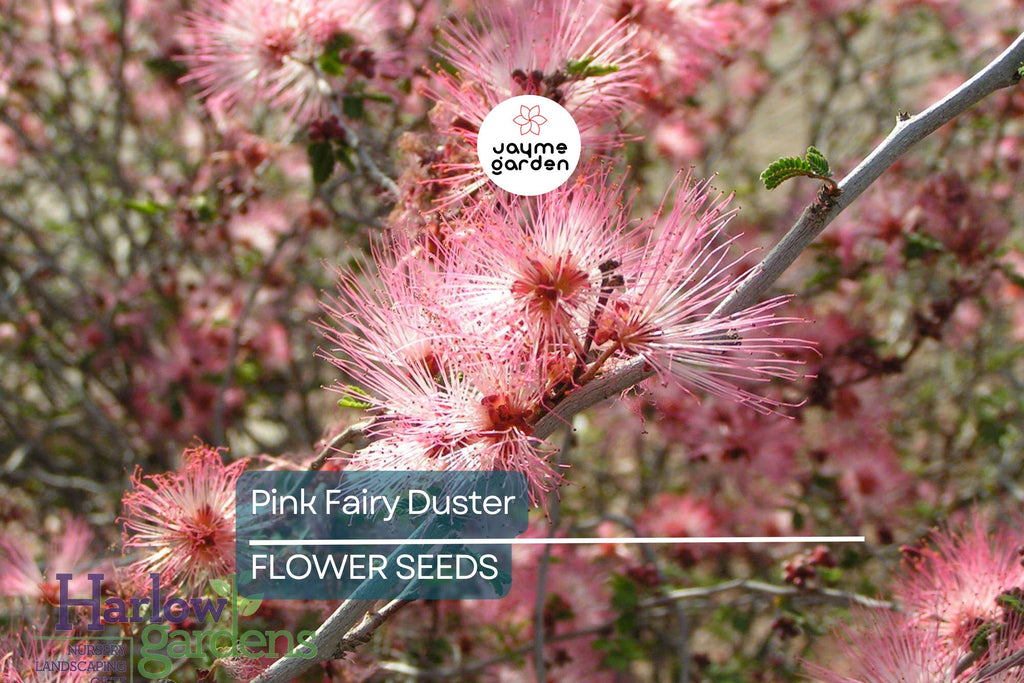 10 Pink Fairy Duster Tree Seeds (Mesquitella eriophylla) – Rare Exotic Mimosa, Low-Maintenance, Hummingbird Attractant