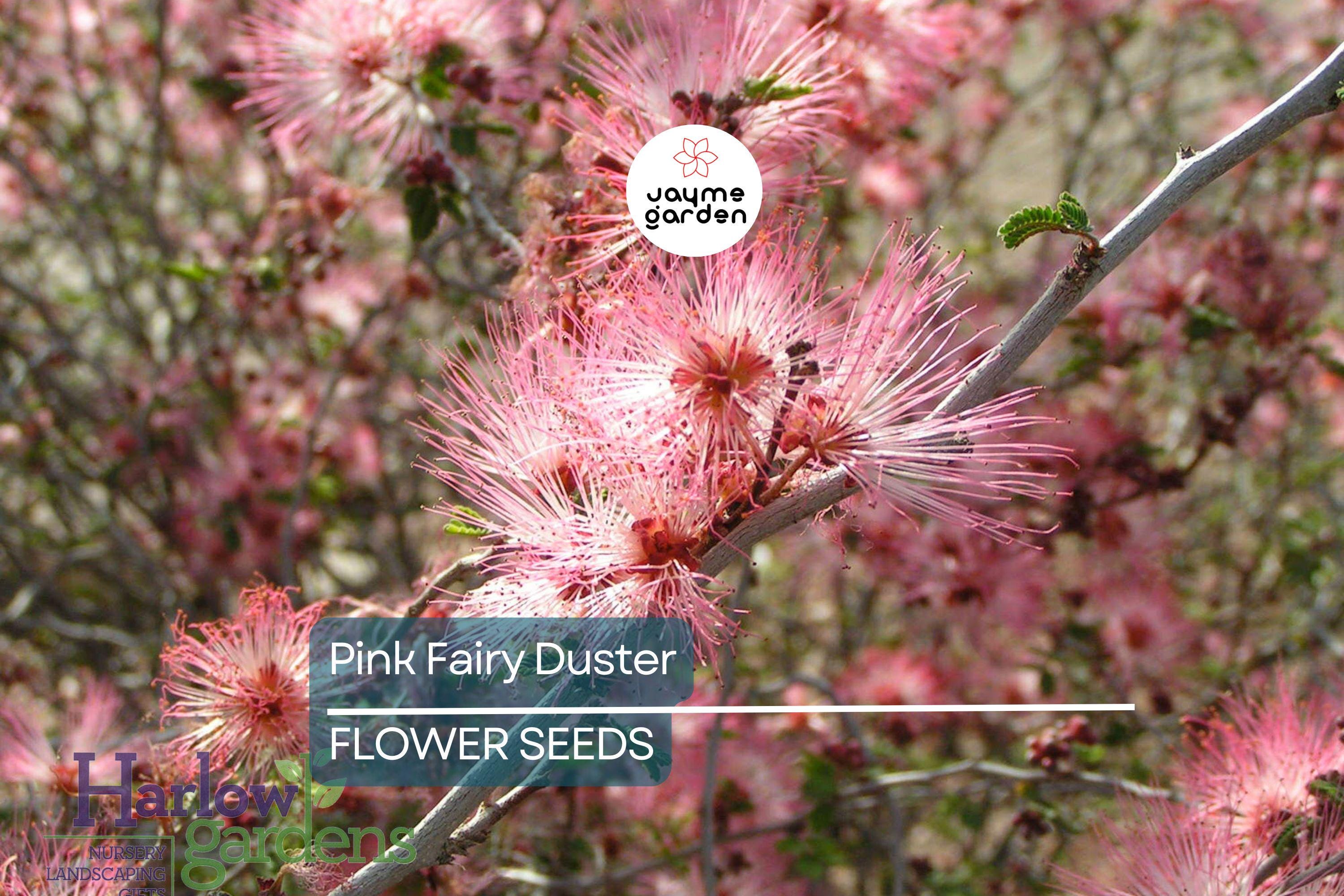 10 Pink Fairy Duster Tree Seeds (Mesquitella eriophylla) – Rare Exotic Mimosa, Low-Maintenance, Hummingbird Attractant