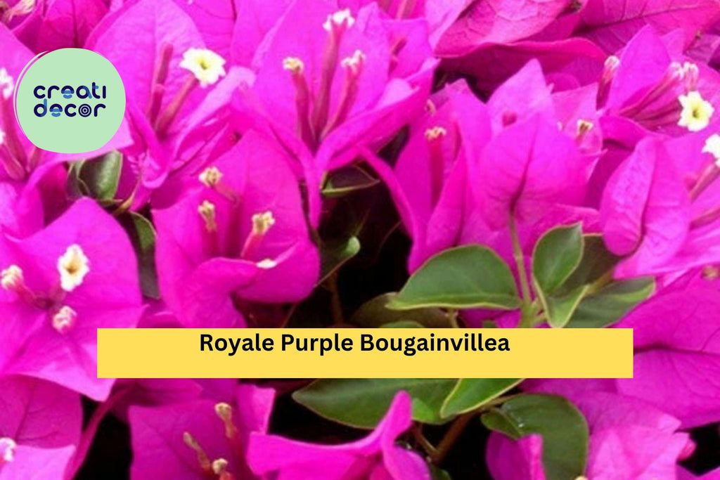 Royale Purple Bougainvillea – Live Rooted Starter Plug Plant, Vibrant Flowering Vine for Hanging Baskets, Trellis, or Patio Garden