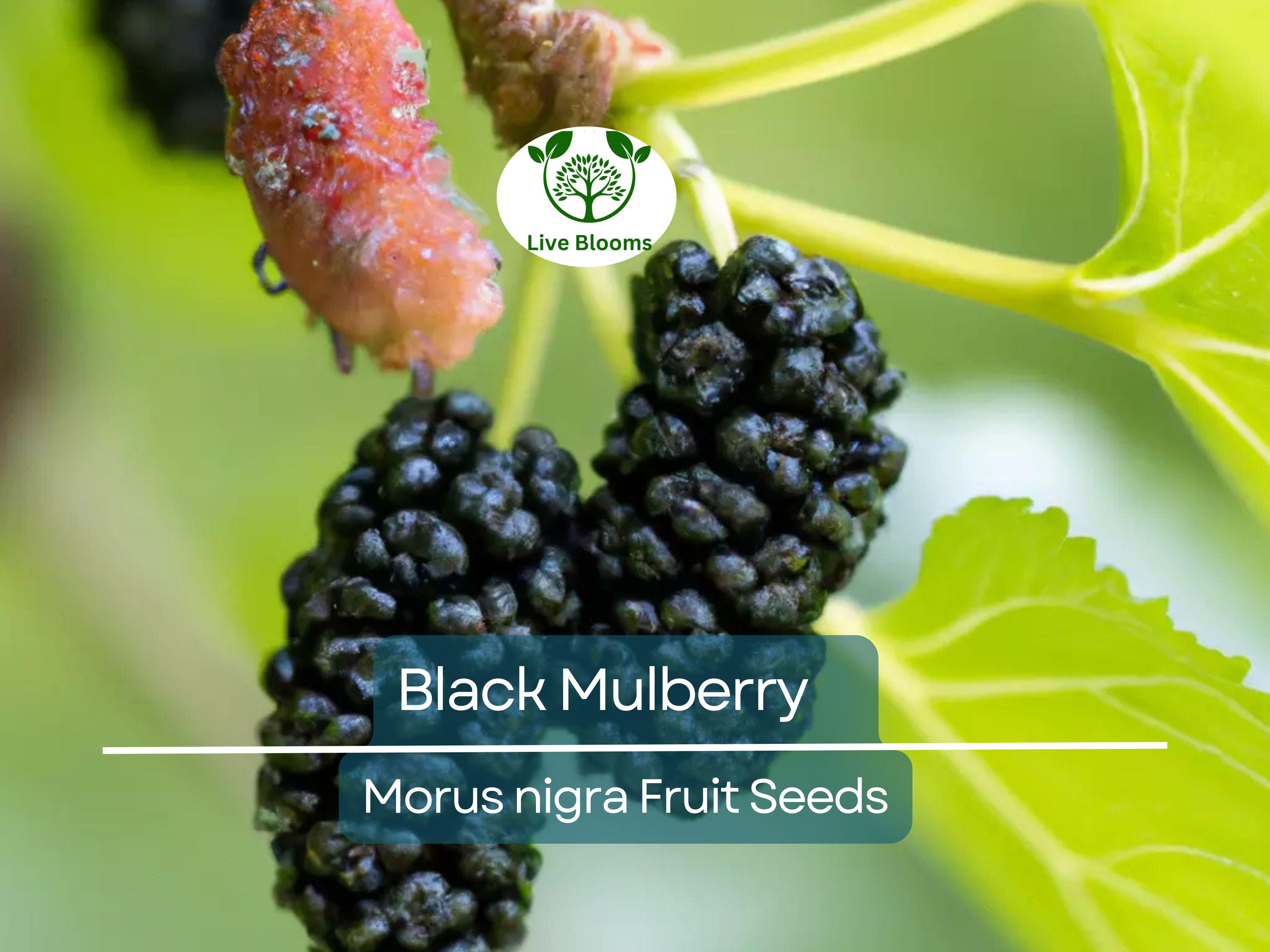 50 Black Mulberry Tree Seeds (Morus nigra), Sweet Edible Fruits, Hardy Tree, Fast Growing, Backyard Fruit, Garden Starter, Mulberry Bush