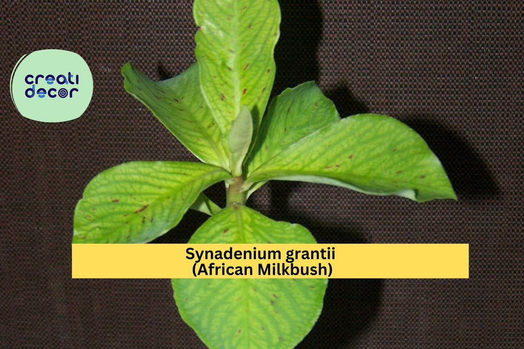 Synadenium Grantii African Milkbush – 4" Rare Succulent Plant, Exotic Euphorbia Houseplant with Variegated Green Leaves