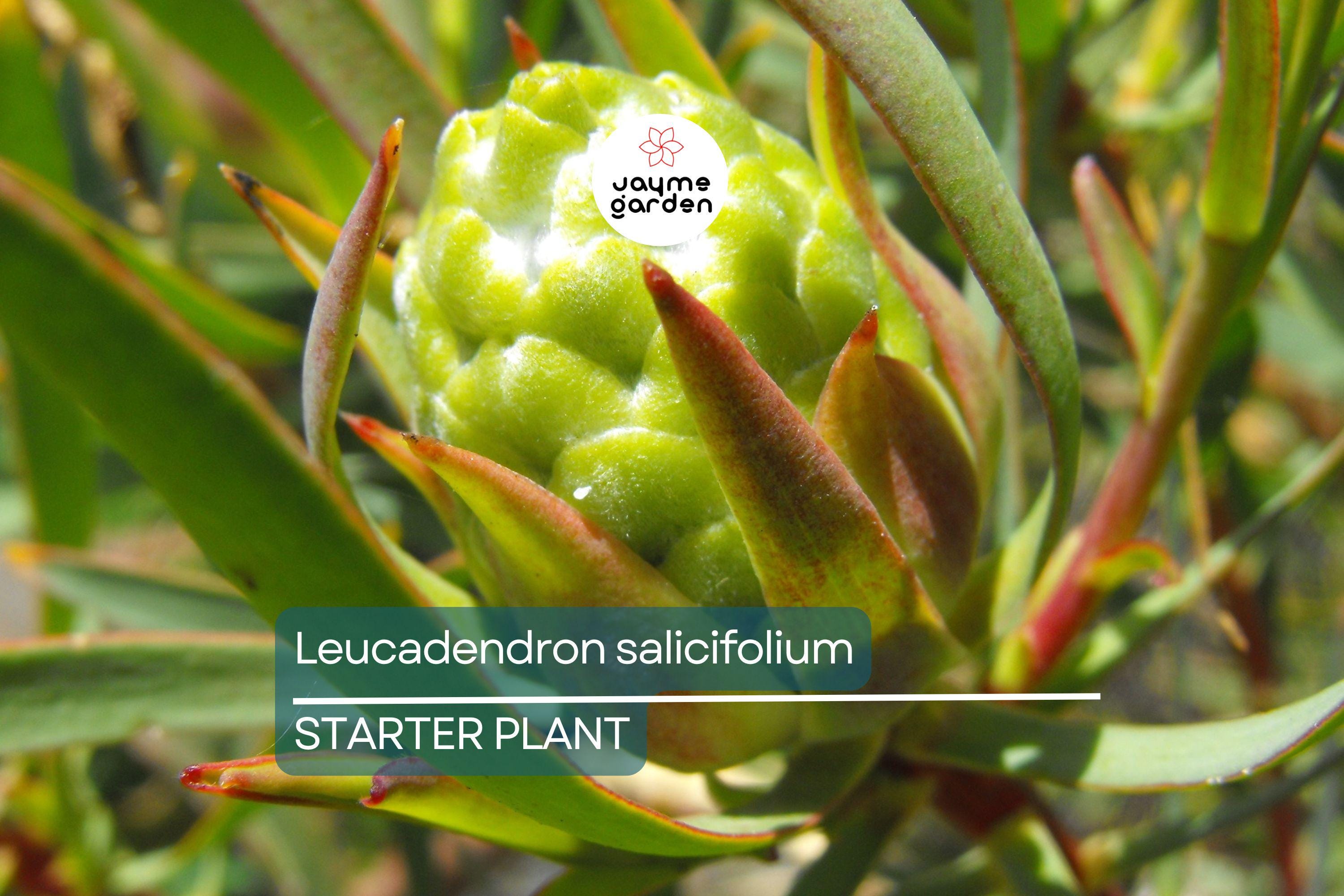 Leucadendron salicifolium Seedling 6+" Tall | Willow-Leaved Protea Plant | Rare South African Shrub | Ready to Transplant