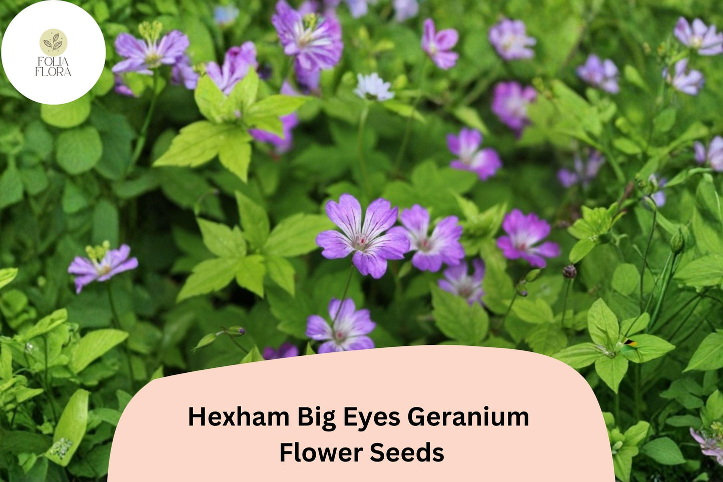 25+ Hexham Big Eyes Geranium Seeds for Garden Planting – Large Purple Blooms, Hardy Perennial Flower