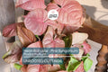 Neon Robusta Pink Syngonium Podophyllum - 6" Arrowhead Vine Philodendron Starter Cutting, Easy Houseplant