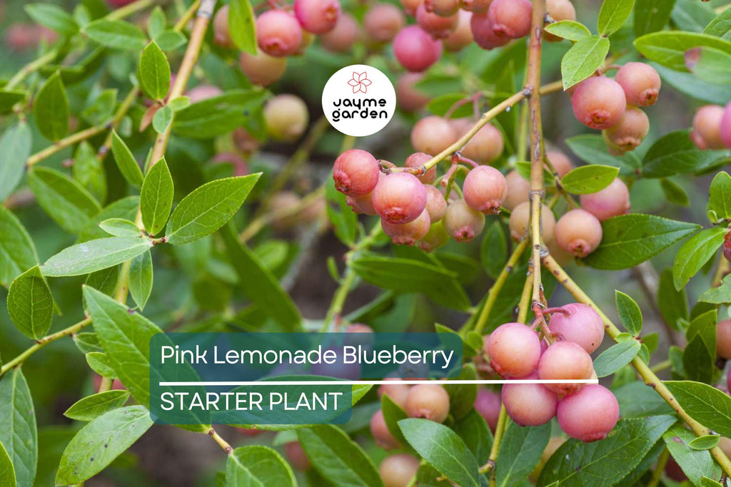 Pink Lemonade Blueberry Bush Seedling | Vibrant Pink Fruit | Easy to Grow | Fruit-Bearing Starter Plant for Gardens & Orchards