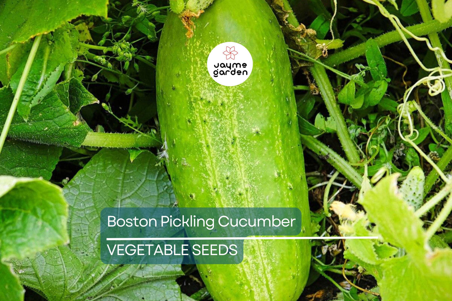 75 Boston Pickling Cucumber Seeds – Heirloom, Non-GMO, Perfect for Pickling, USA Seller