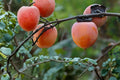 American Persimmon 2 Live Plants 12-24" Tall Bare Root (Diospyros virginiana) Fruit Tree