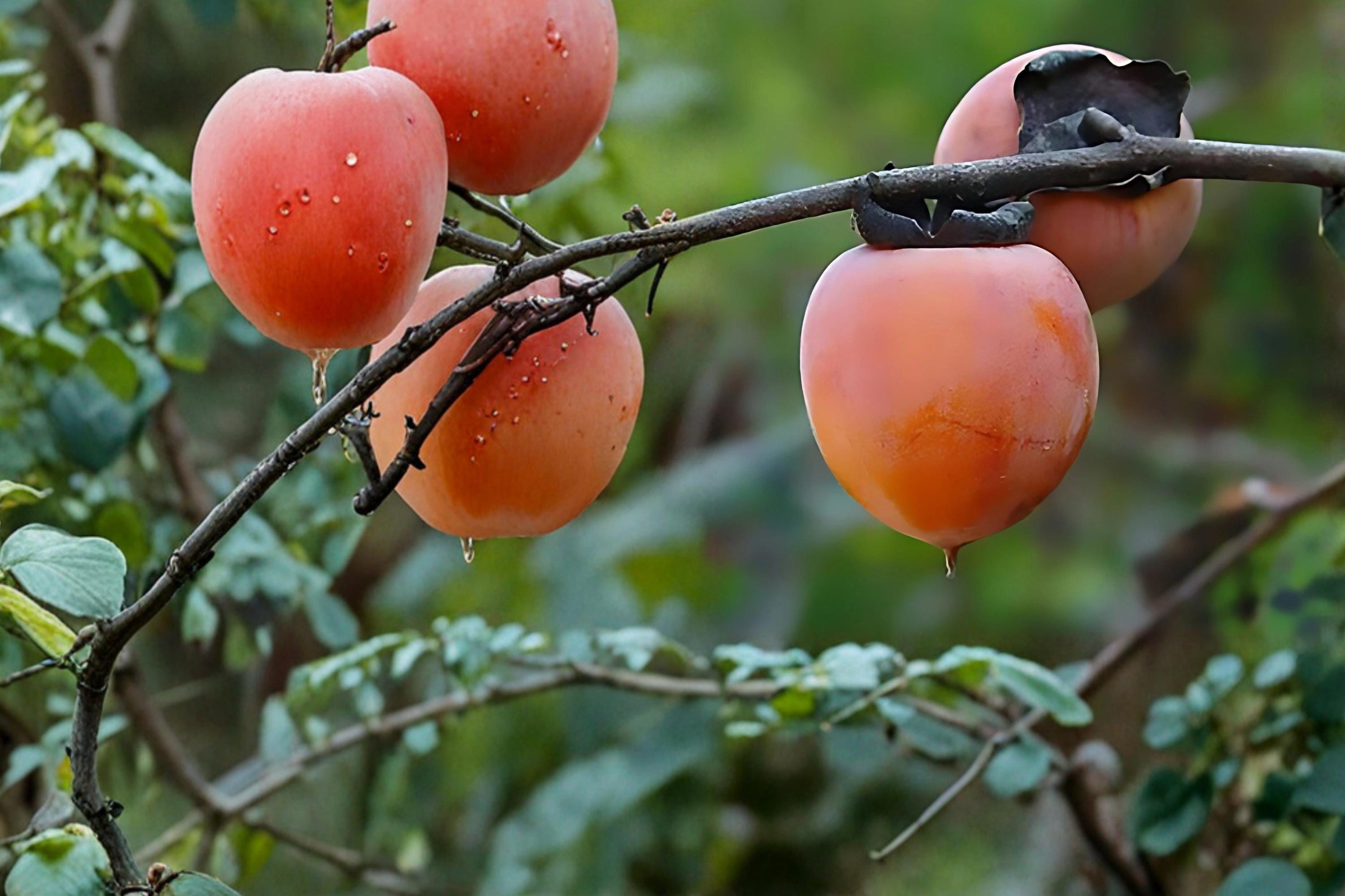 American Persimmon 2 Live Plants 12-24" Tall Bare Root (Diospyros virginiana) Fruit Tree