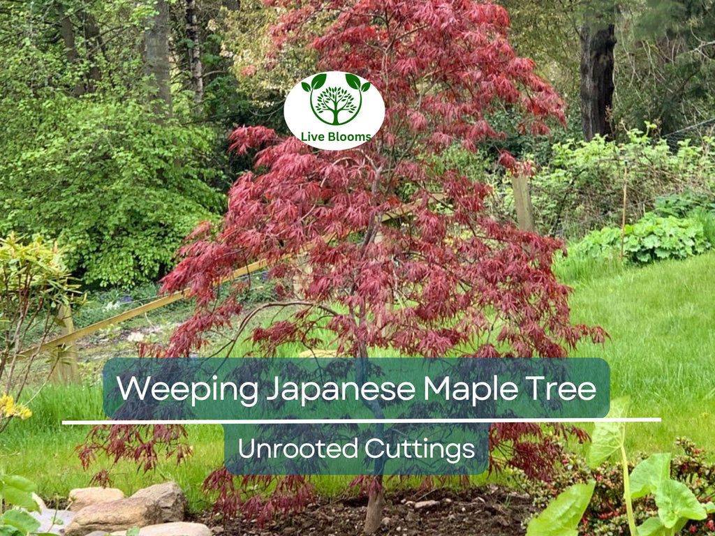 10 Thin Japanese Maple Weeping Tree 'Garnet' Unrooted Cuttings for Rooting & Grafting (6-7") - Acer palmatum