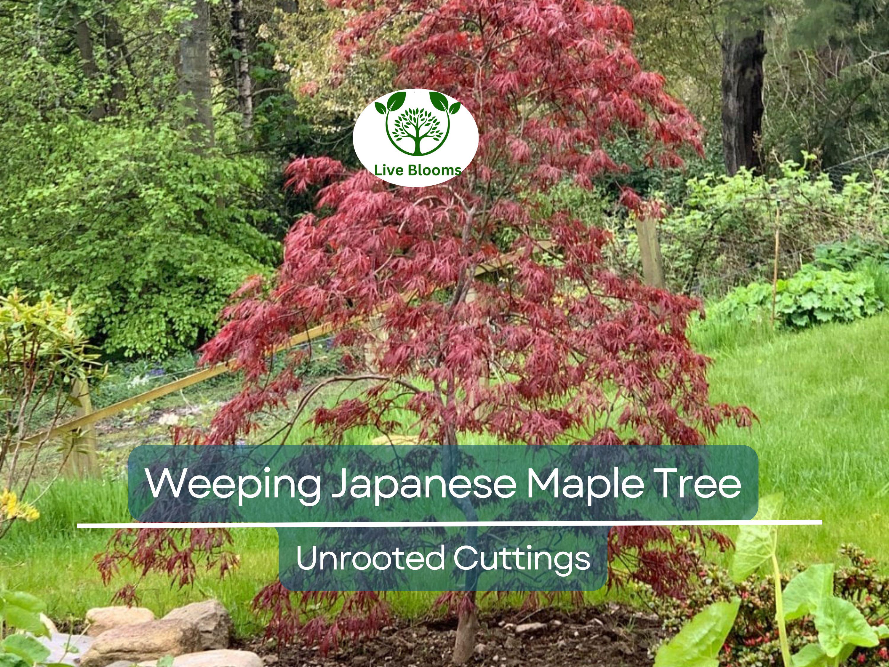 10 Thin Japanese Maple Weeping Tree 'Garnet' Unrooted Cuttings for Rooting & Grafting (6-7") - Acer palmatum