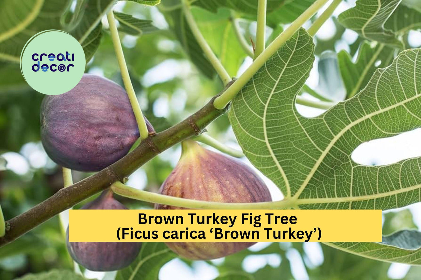 Brown Turkey Fig Tree | Live Bare Root Starter Plug | Ficus carica Fruit Tree for Garden, Patio, or Orchard Planting