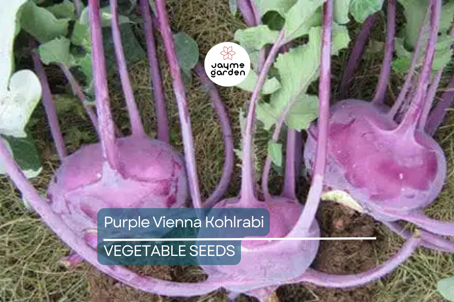 1000 Purple Vienna Kohlrabi Seeds - Non-GMO Heirloom | Cool Season Root Vegetable | Fast Growing | Free Shipping