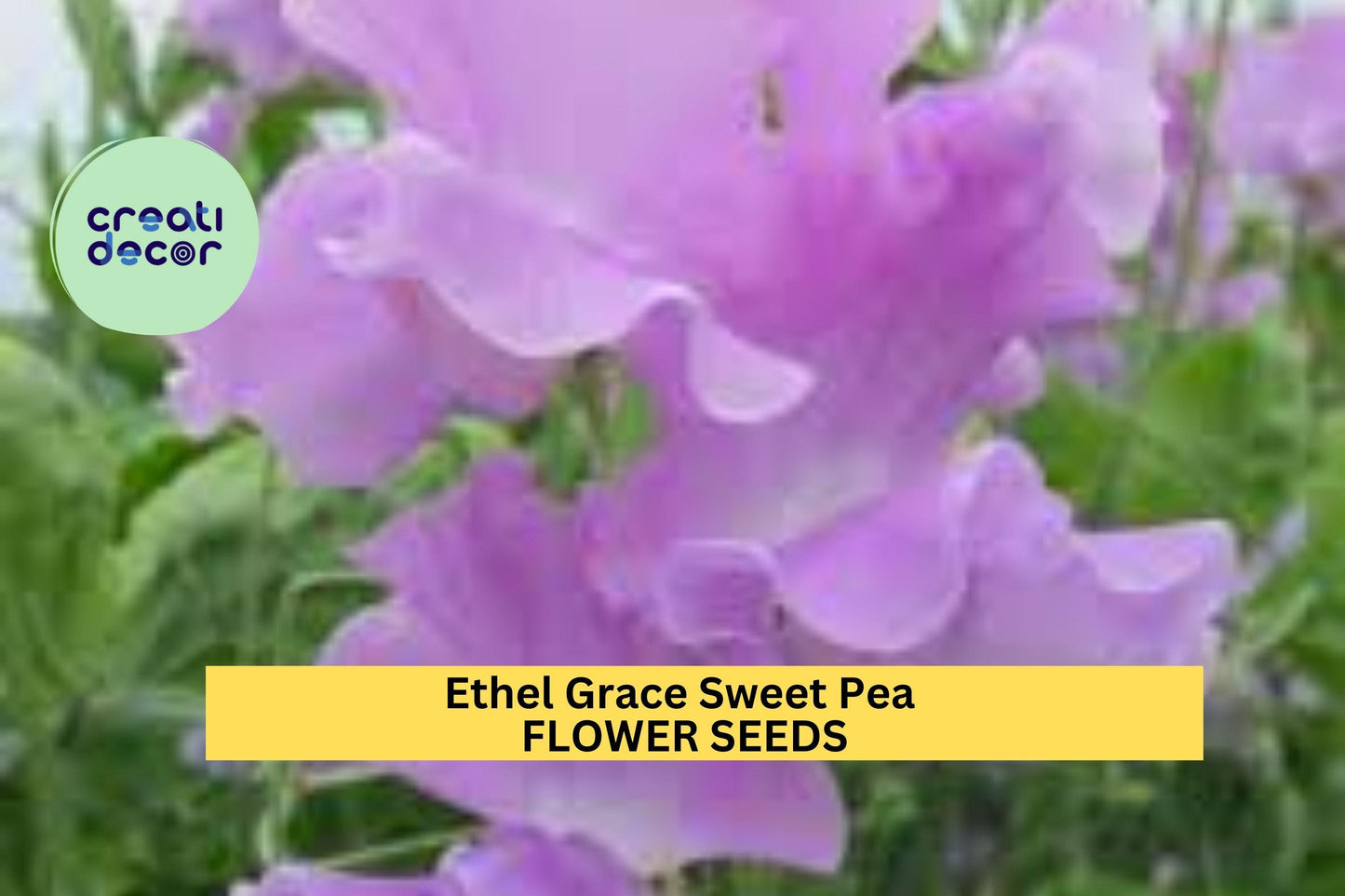 50+ Ethel Grace Sweet Pea Seeds – Lavender Fragrant Blooms for Garden Planting, Climbing Vines for Trellises & Bouquets – USA