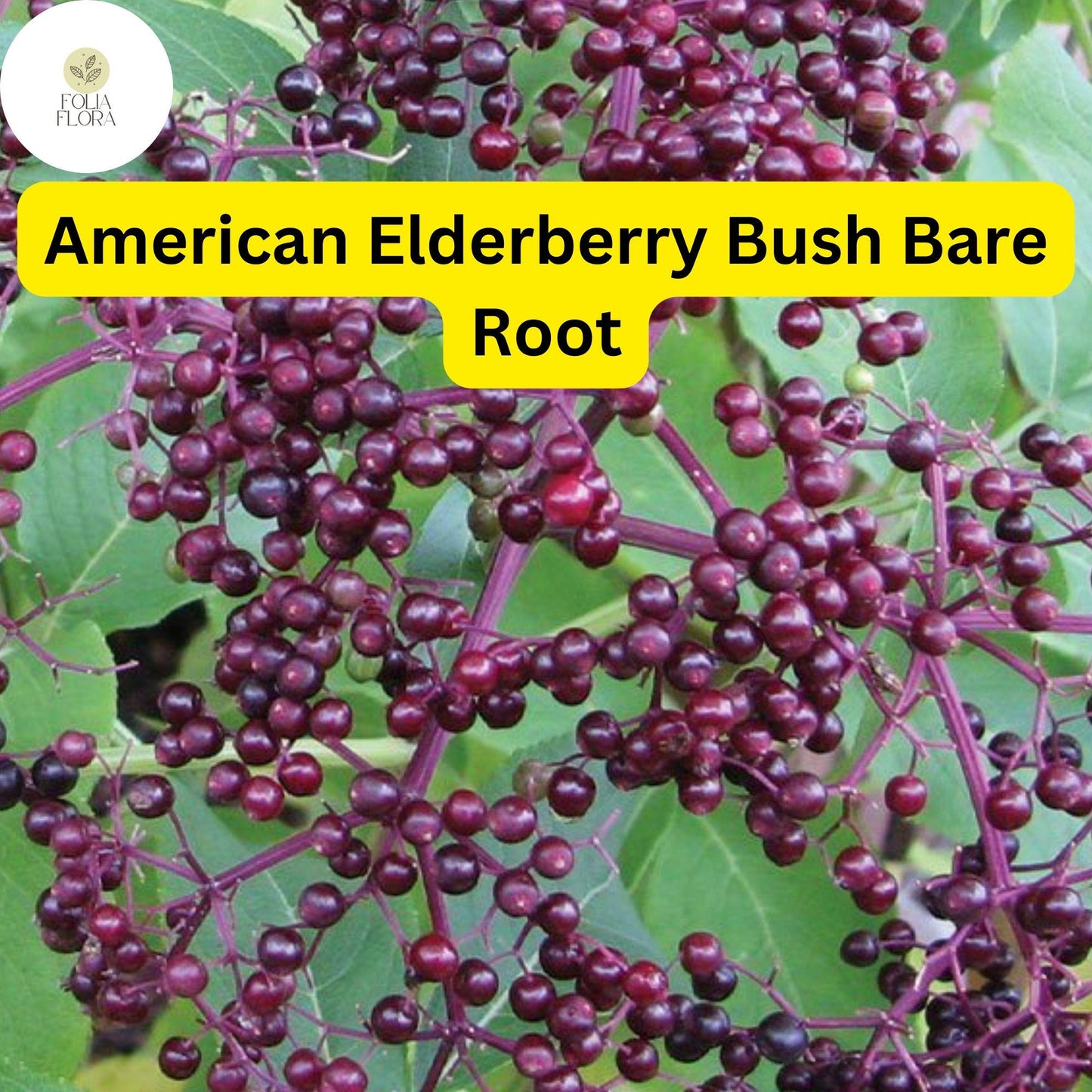 2 Sambucus canadensis American Elderberry Bush - Live Bare Root Plant for Zones 3-9 - Edible Berries, Wildlife-Friendly