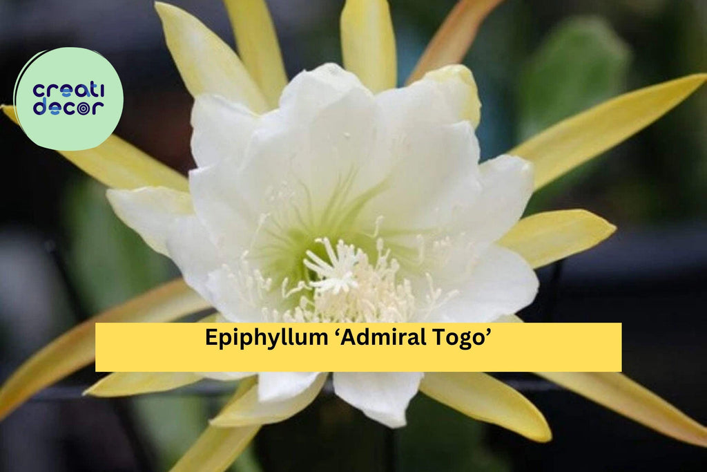 Epiphyllum ‘Admiral Togo’ – Live Orchid Cactus, Fully Rooted 3” Starter Pot, Rare Hybrid with Large Exotic Blooms, Easy-Care Houseplant
