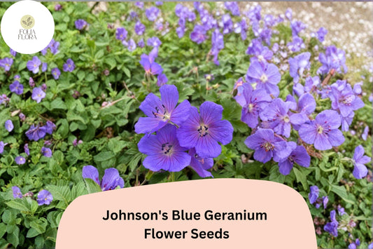 25+ Johnson's Blue Geranium Seeds for Garden Planting – Purple Flowers, Hardy Perennial