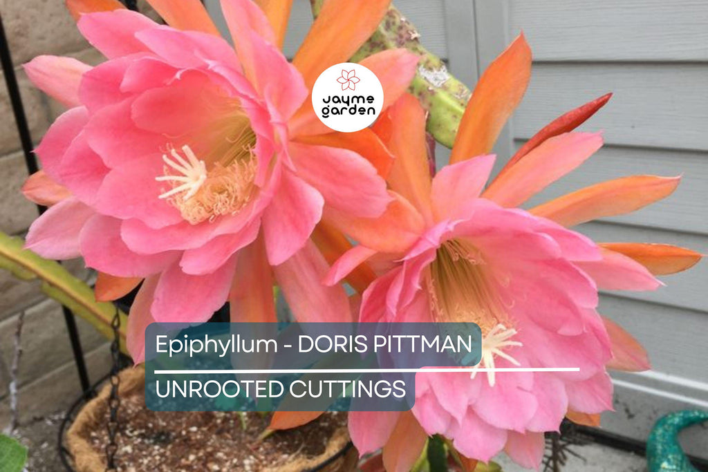 Epiphyllum 'Doris Pittman' | Unrooted Orchid Cactus Cutting (4-8") | Large Pink-Orange Blooms | Rare Variety