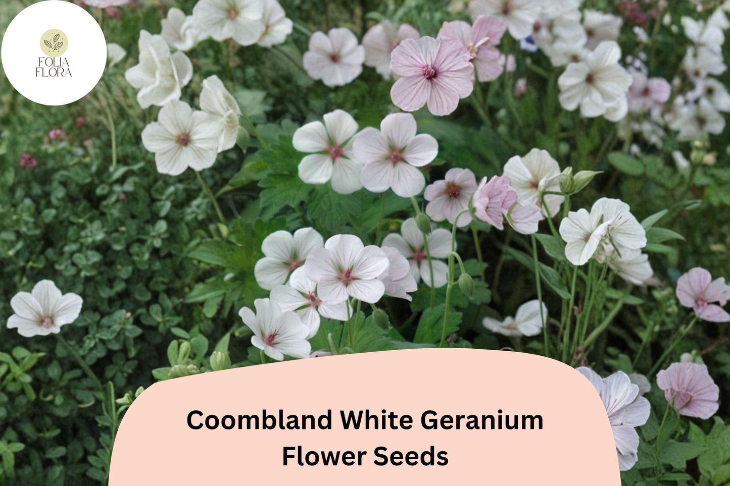 25+ Coombland White Geranium Seeds | White Hardy Cranesbill | Perennial Garden Flower & Ground Cover Plant