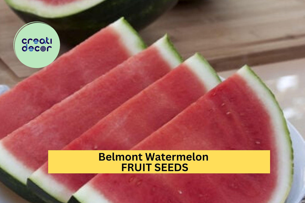 50+ Belmont Watermelon Seeds – Sweet Red-Fleshed Melons for Garden Planting, High-Yield Summer Fruit Variety – USA