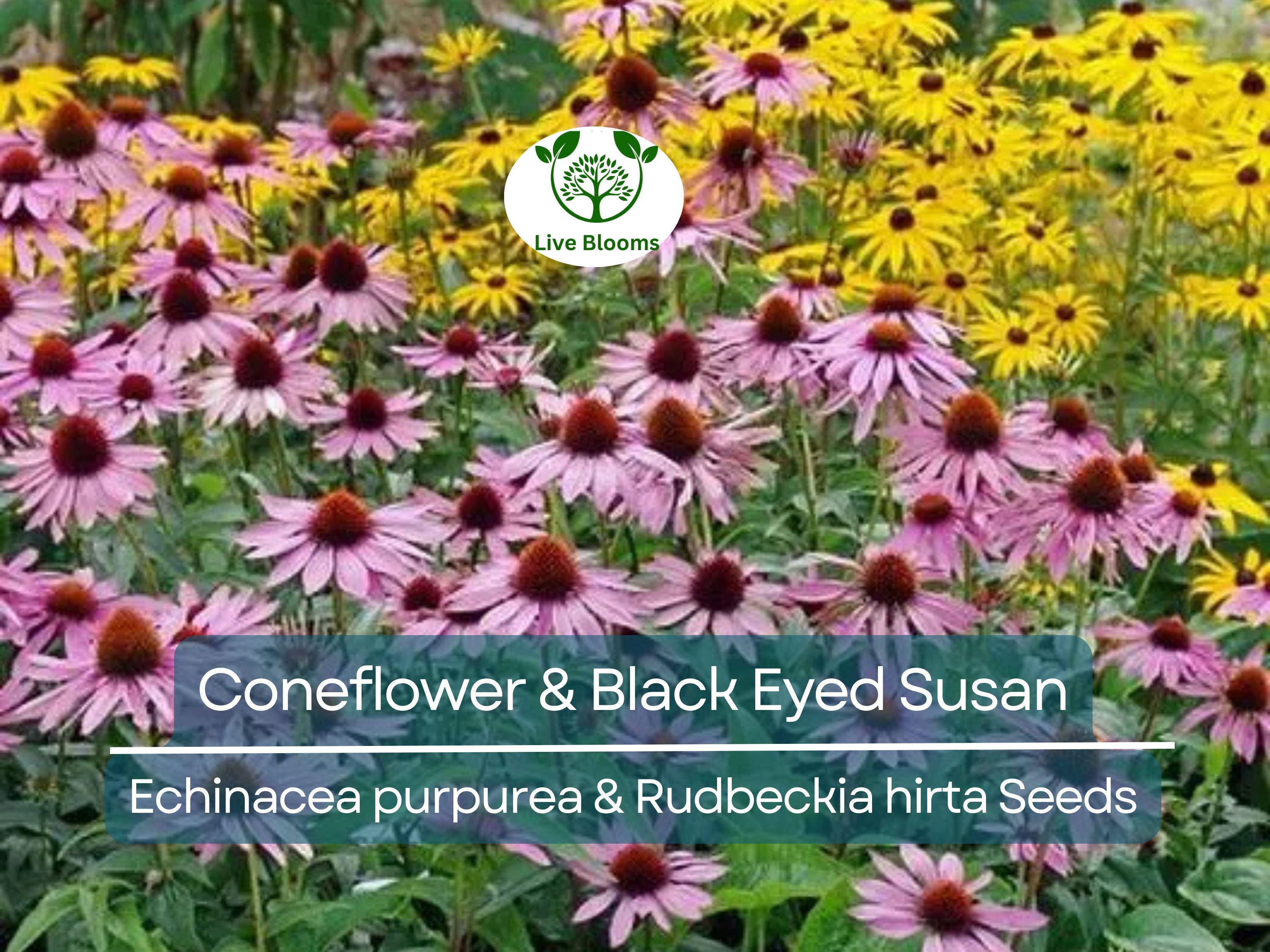 250 Seeds Echinacea purpurea & Rudbeckia hirta Mix – Coneflower and Black Eyed Susan – Native Wildflowers – Non-GMO Heirloom Pollinators