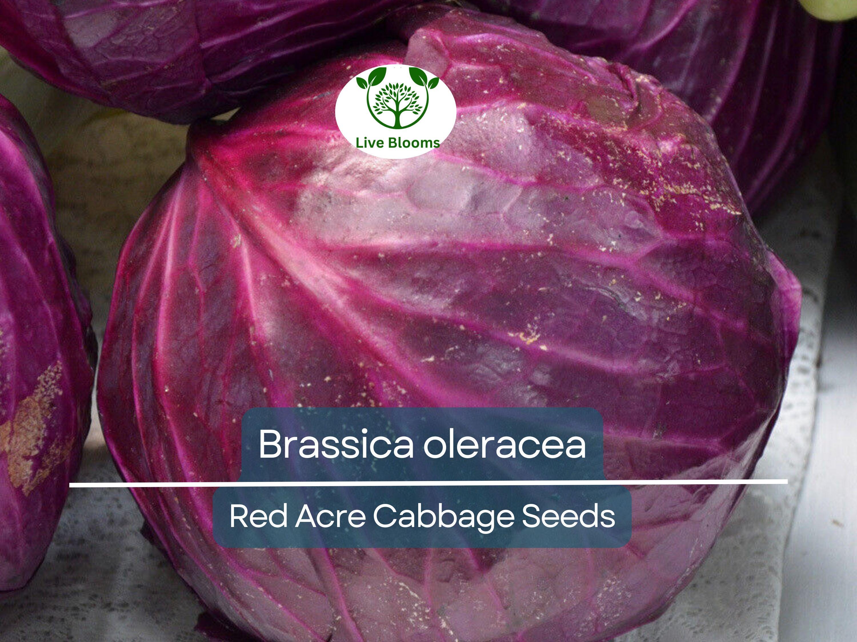 250 Seeds Red Acre Cabbage - Brassica oleracea | Heirloom Cabbage for Planting, Gardening & Nutritious Fresh Harvest