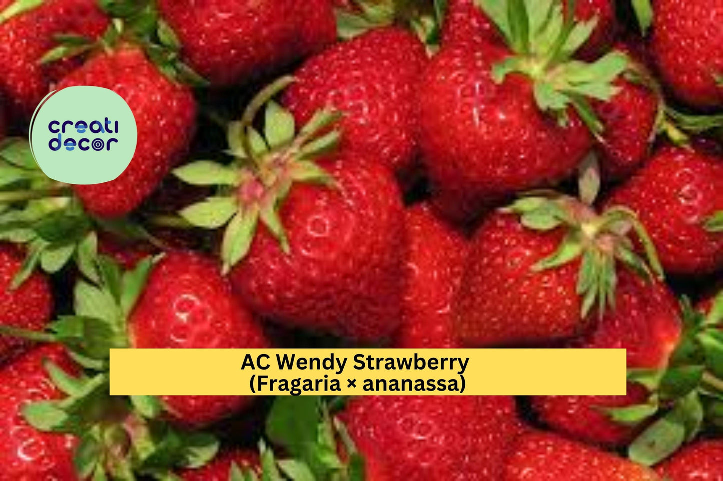 AC Wendy Strawberry Live Plants – 25 Bare Root Starters – Fragaria × ananassa Early June-Bearing Red Fruit Variety