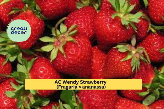 AC Wendy Strawberry Live Plants – 25 Bare Root Starters – Fragaria × ananassa Early June-Bearing Red Fruit Variety