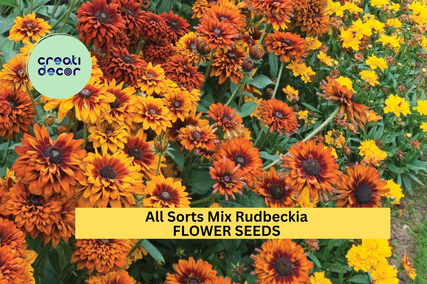 200+ All Sorts Mix Rudbeckia Seeds – Mixed Daisy-Like Blooms for Garden Planting, Long-Blooming Pollinator-Friendly Annuals – USA