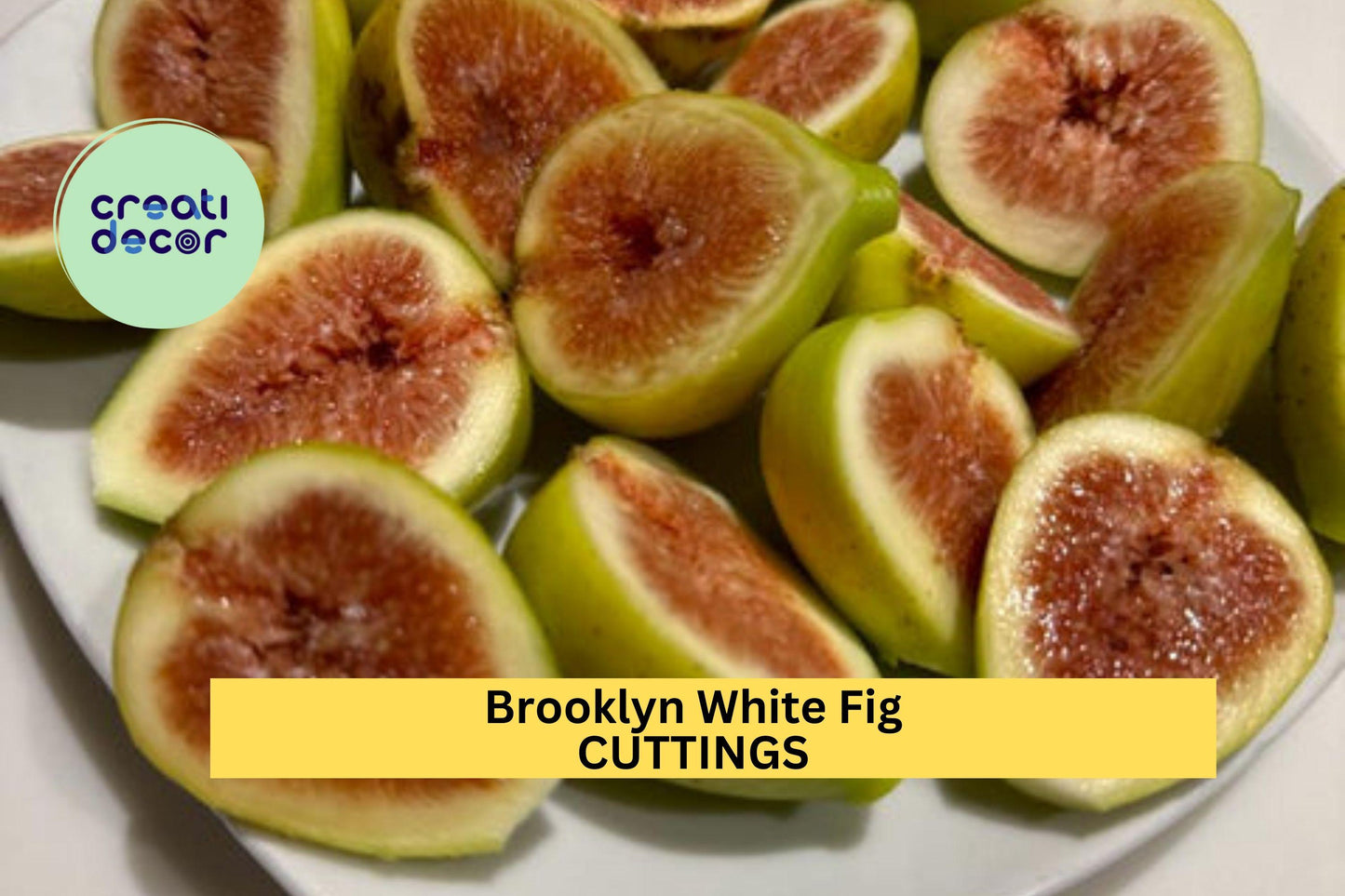 Brooklyn White Fig – 2 Cuttings + Bonus Willow Water | Rare Fig Tree Variety for Rooting & Growing in Pots, Orchards, or Garden Beds